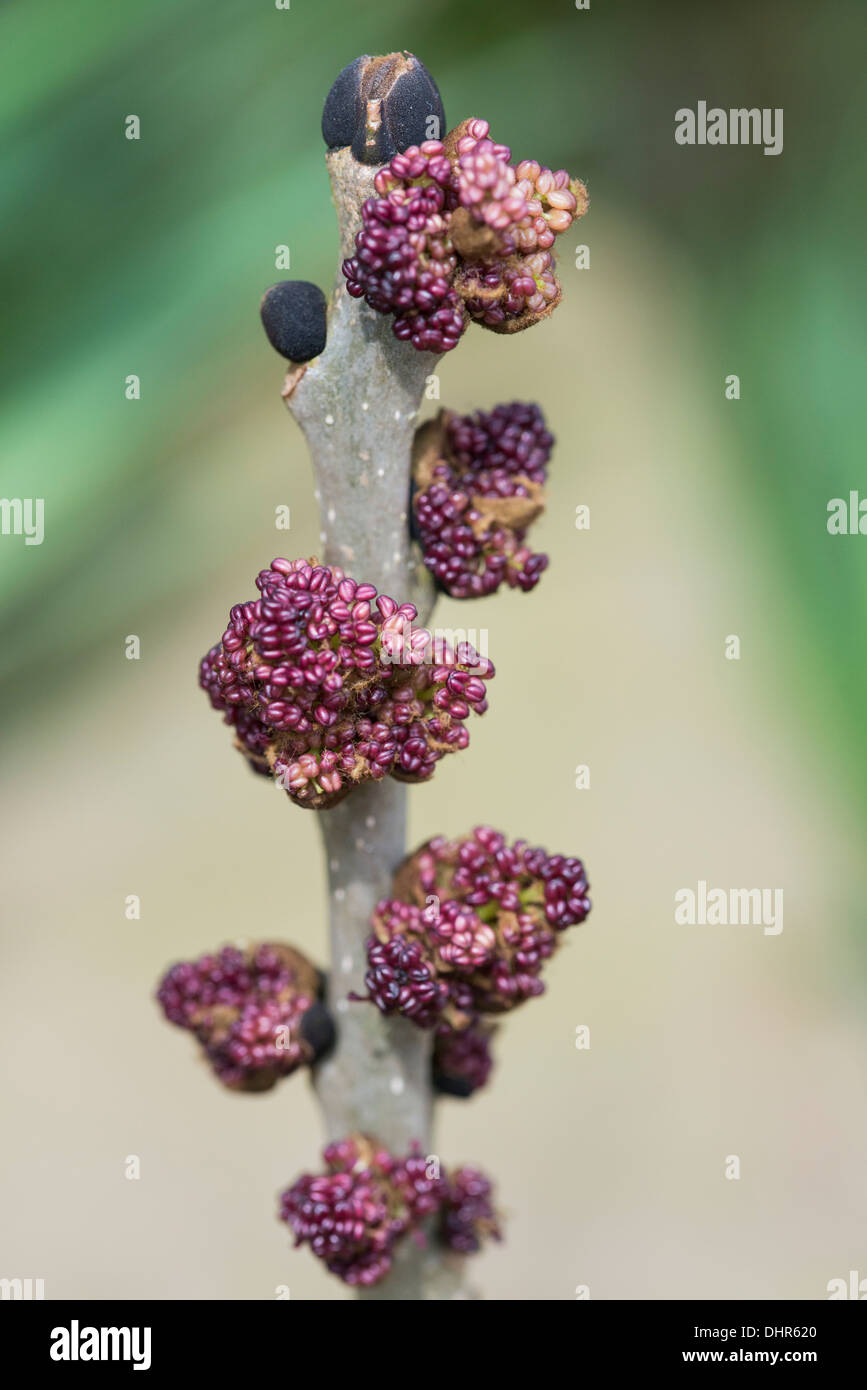 Common ash tree (fraxinus excelsior), flowers before leaves Stock Photo