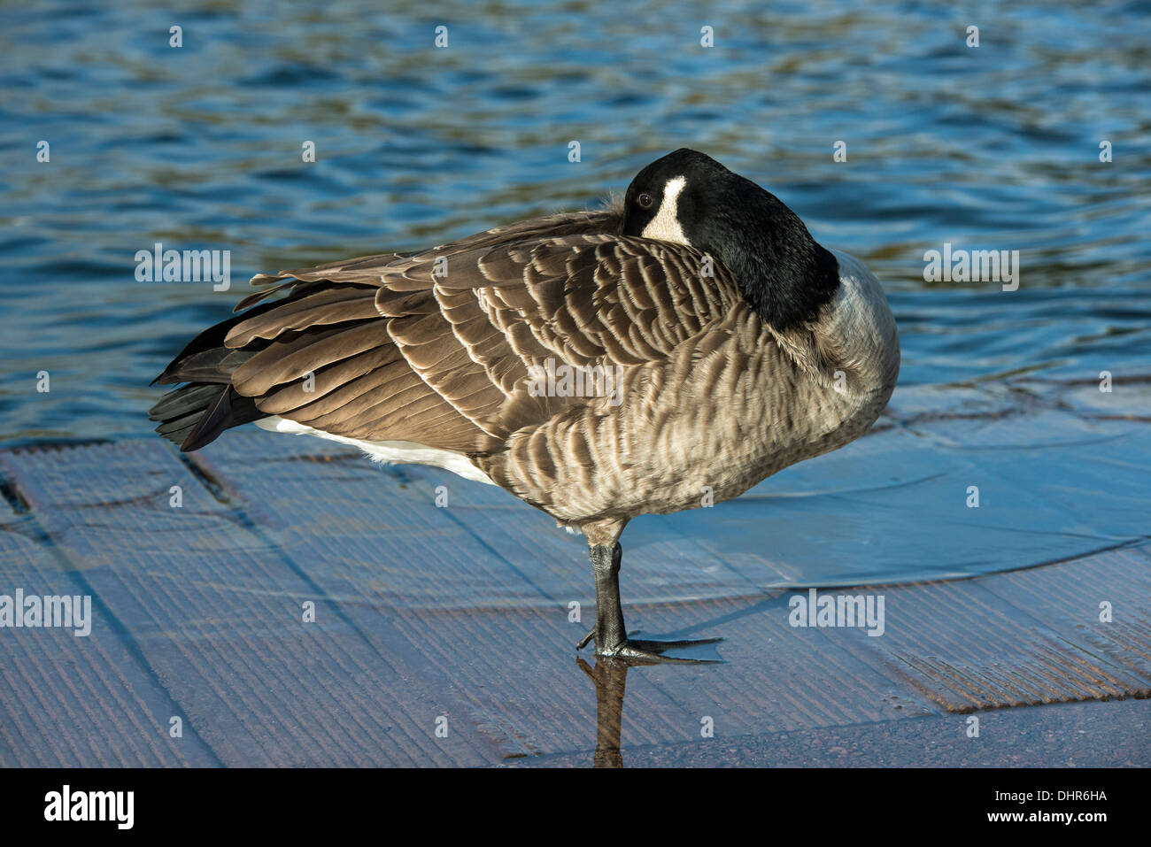 Canada Goose resting on one leg on duckboard with its beak tucked under