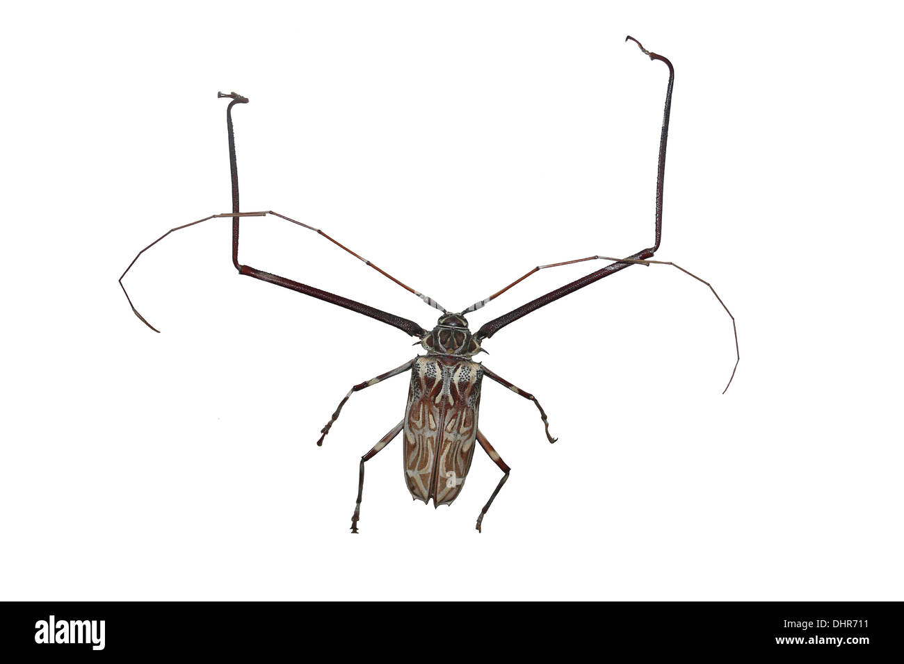 Harlequin Beetle Acrocinus longimanus Male Stock Photo