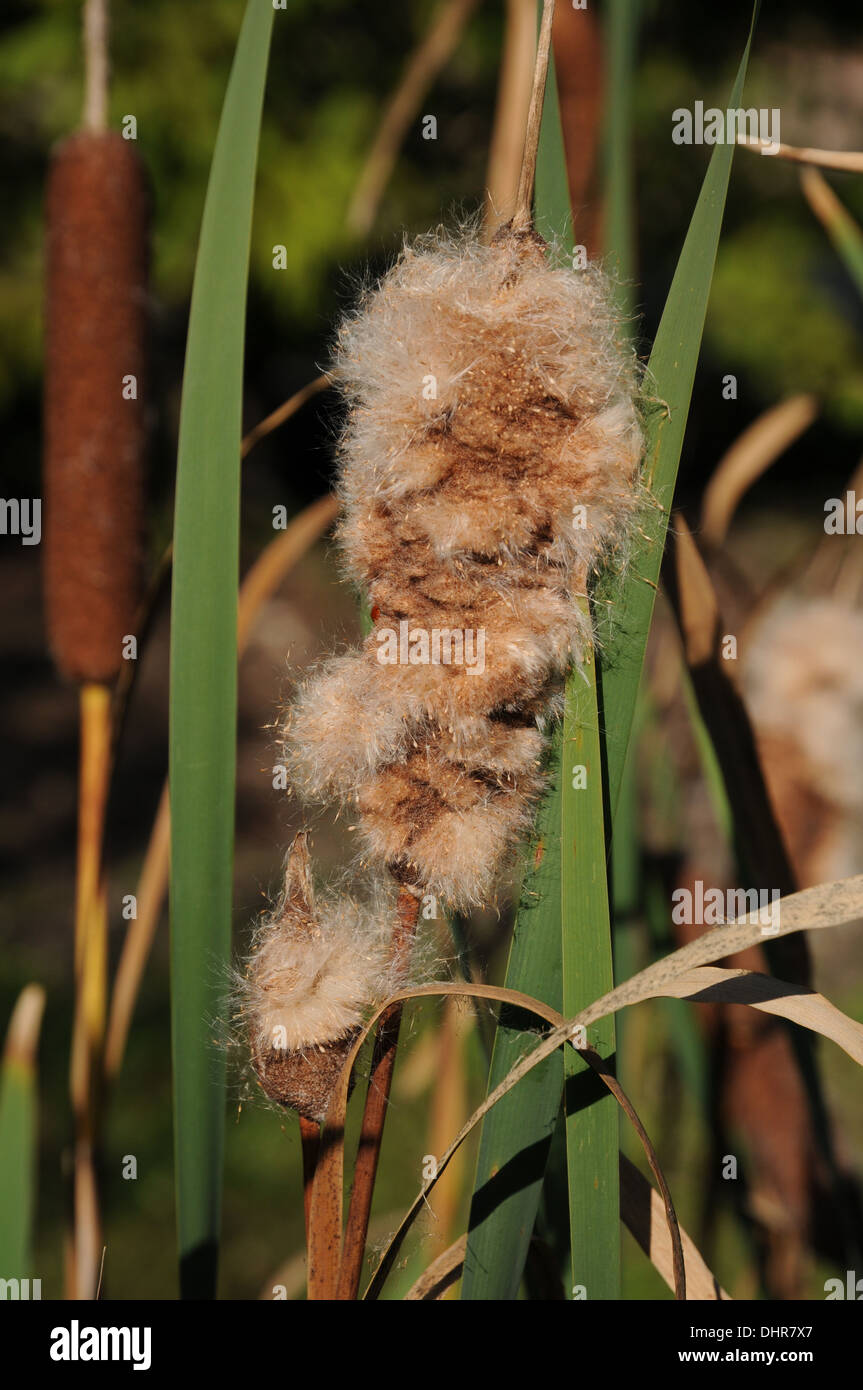 Bulrush Stock Photo