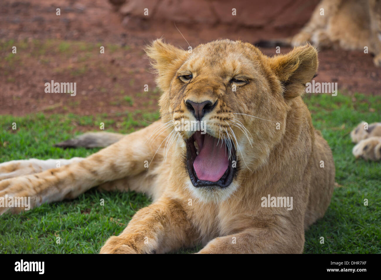 Yawning Lion Cub With Eyes Half Closed Stock Photo
