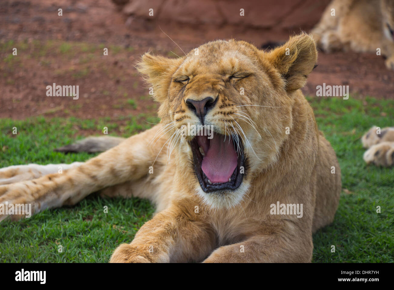 Yawning Lion Cub With Eyes Closed Stock Photo