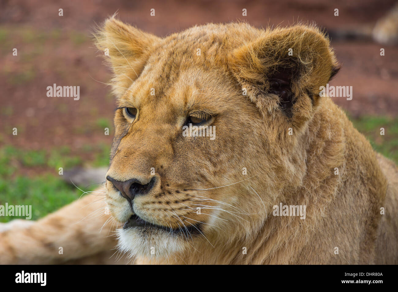 Close up of a Yawning Lion Cub Stock Photo