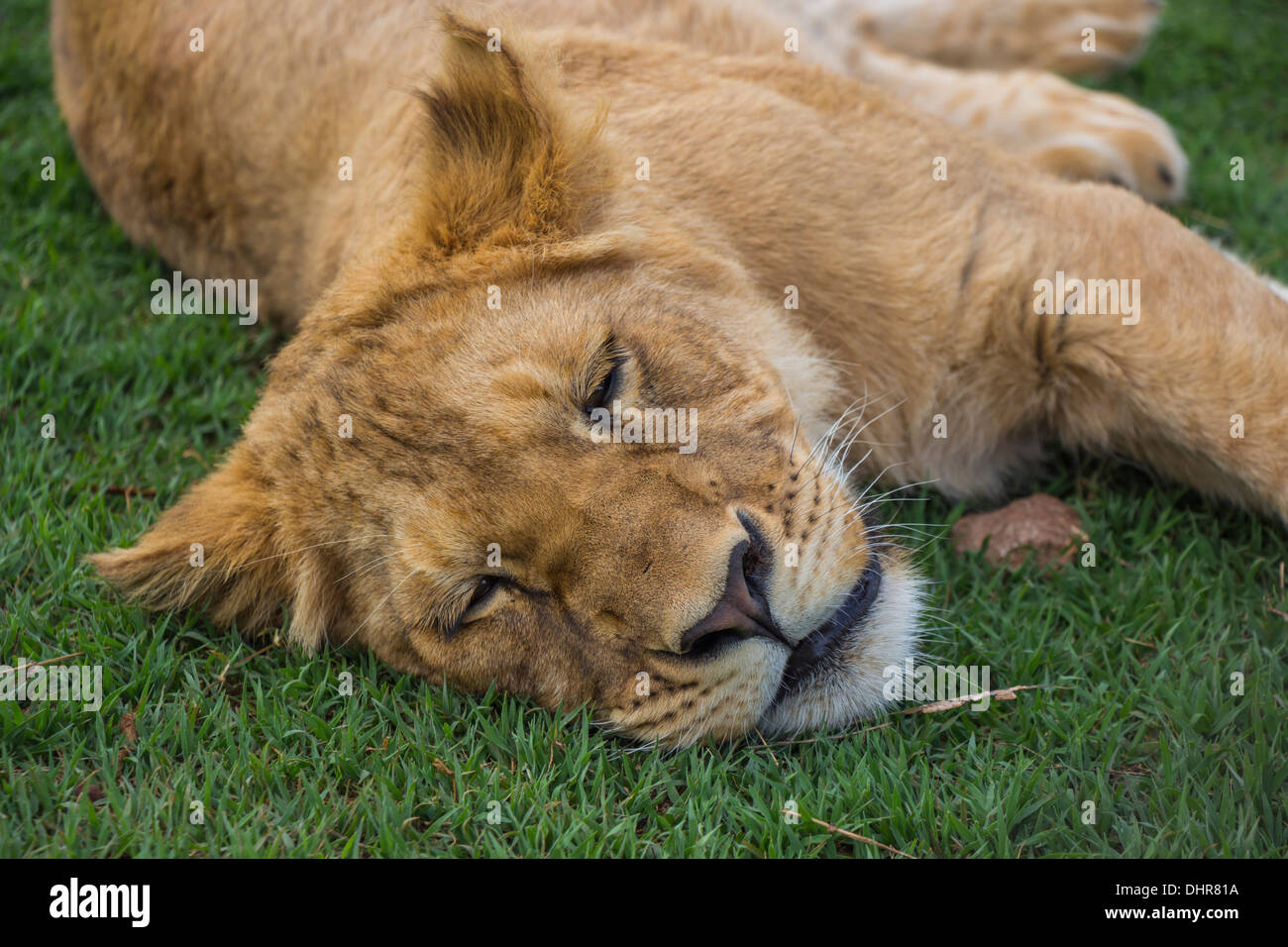 Close up of a Sleeping Lion Cub Stock Photo