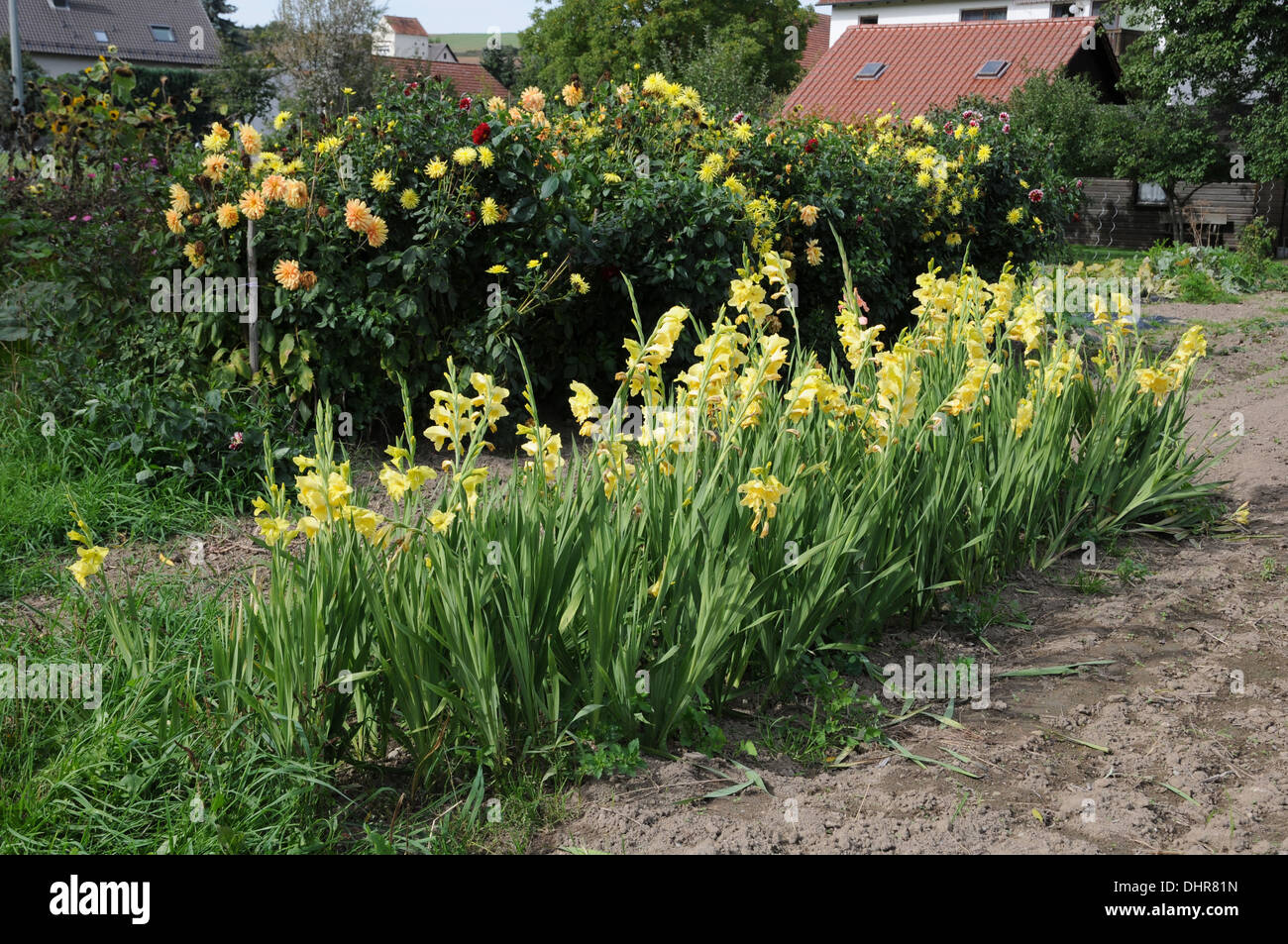 Sword lilies Stock Photo