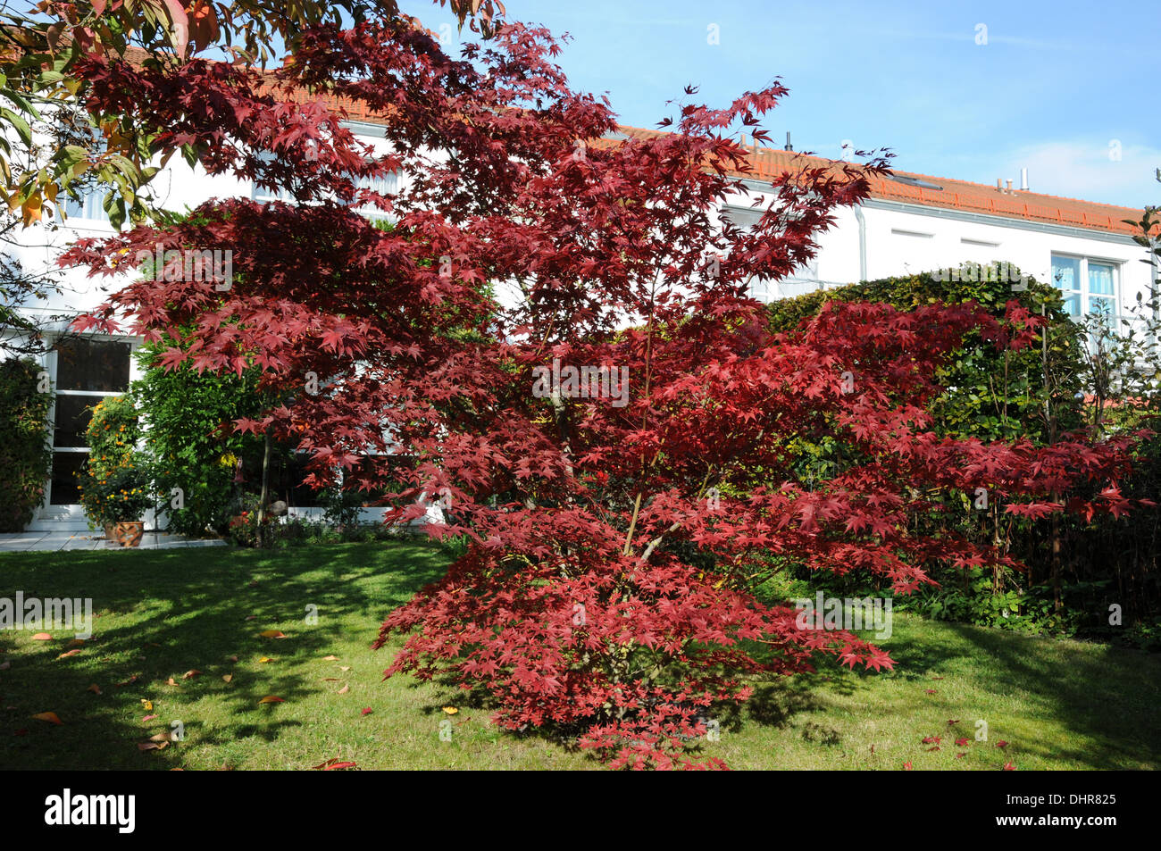 Redleaf Japanese Maple High Resolution Stock Photography and Images - Alamy