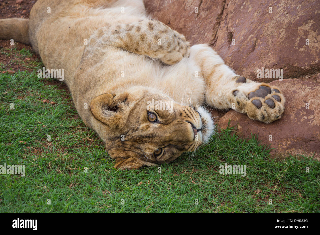 Lion Cub Waking Up After Resting Stock Photo