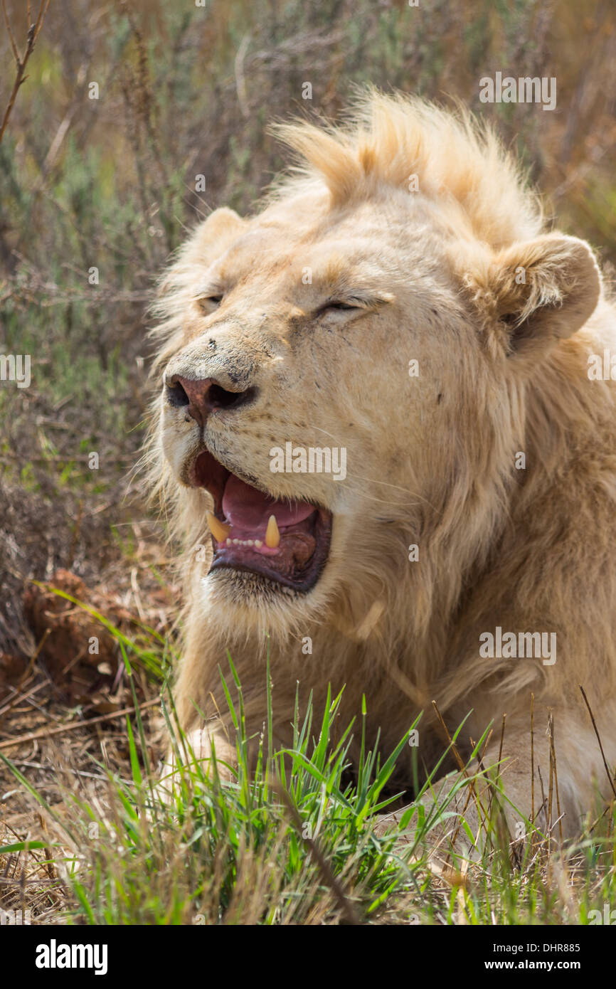Male White Lion Basking in the Sun With His Eyes Closed Stock Photo