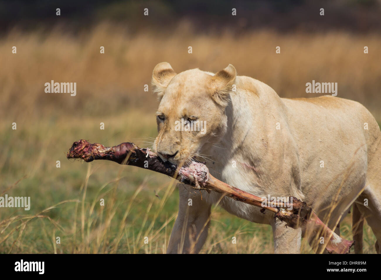 White Lioness Carrying a Bone From A Carcass Stock Photo