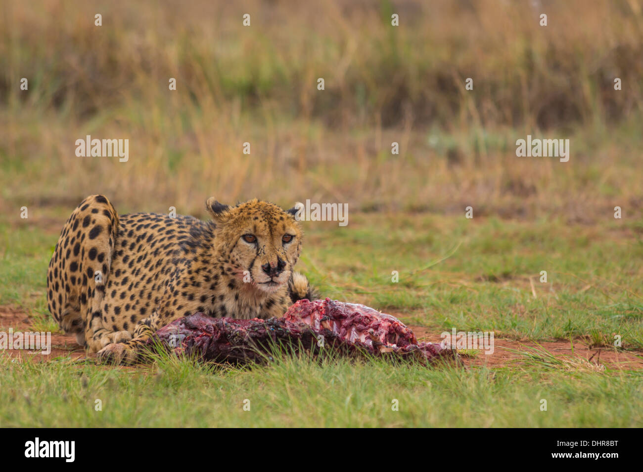 Cheetah Takes A Break From Eating A Carcass Stock Photo