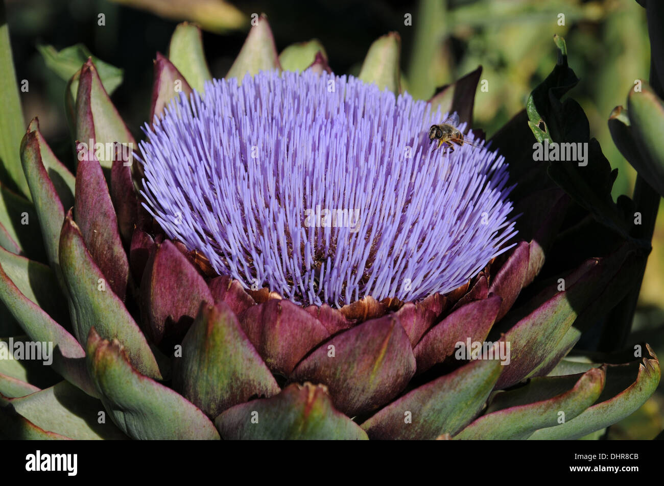 Artischocke garten hires stock photography and images Alamy