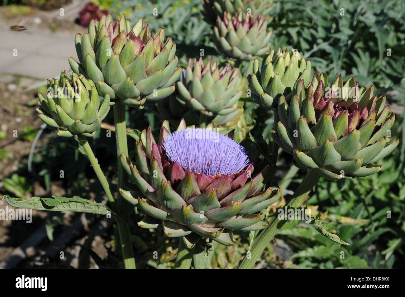 Artischocke garten hires stock photography and images Alamy