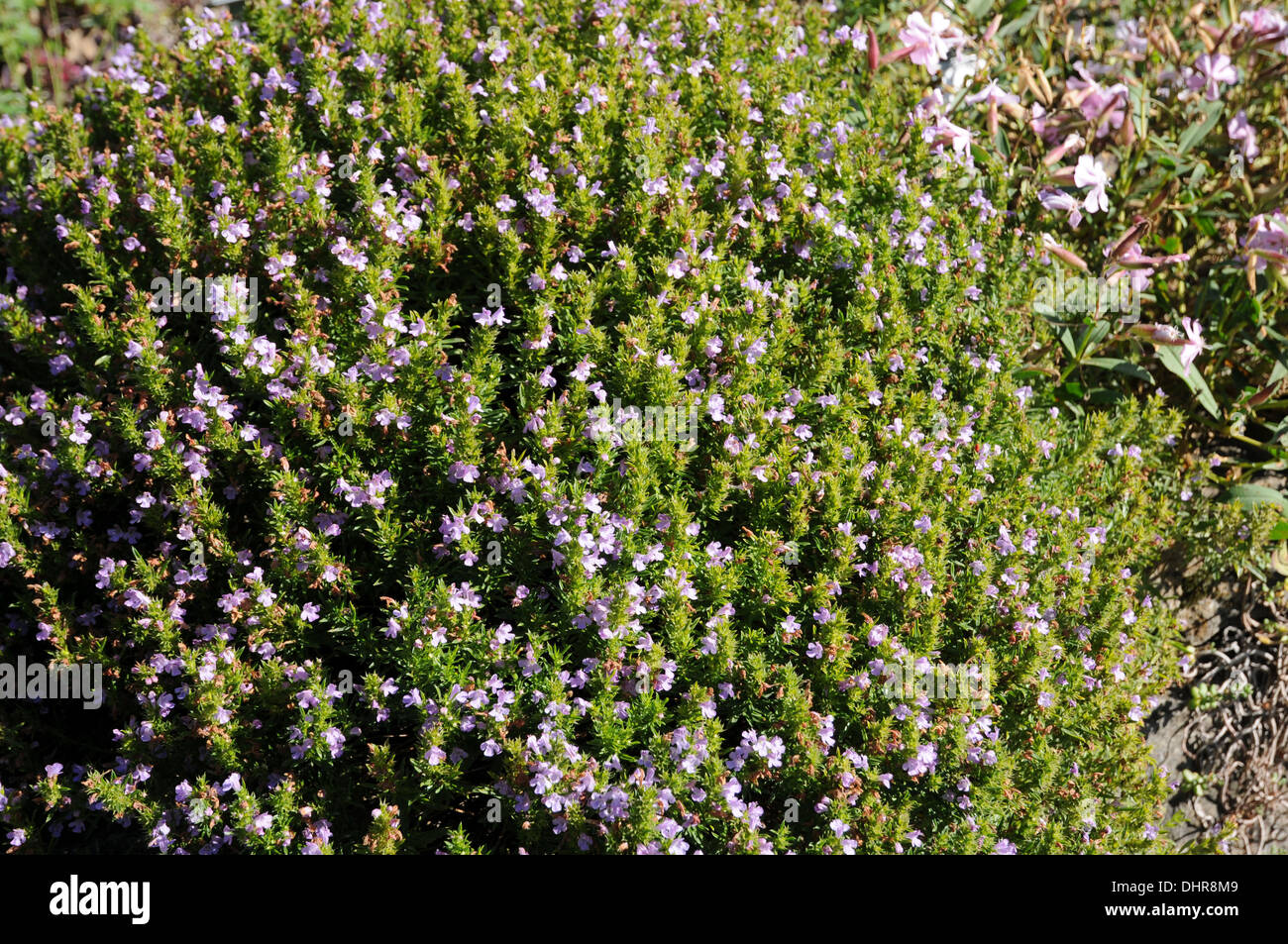 Winter savory Stock Photo