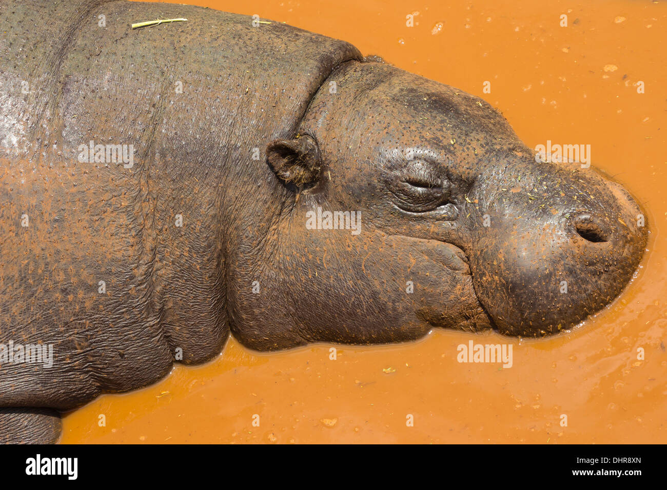 Pygmy hippo hires stock photography and images Alamy