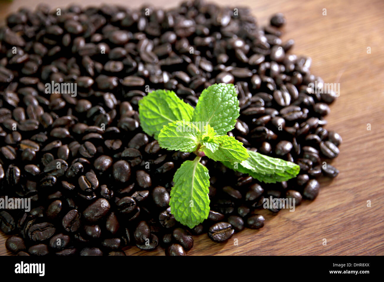 The concept of the lead Coffee beans and peppermint green. Stock Photo