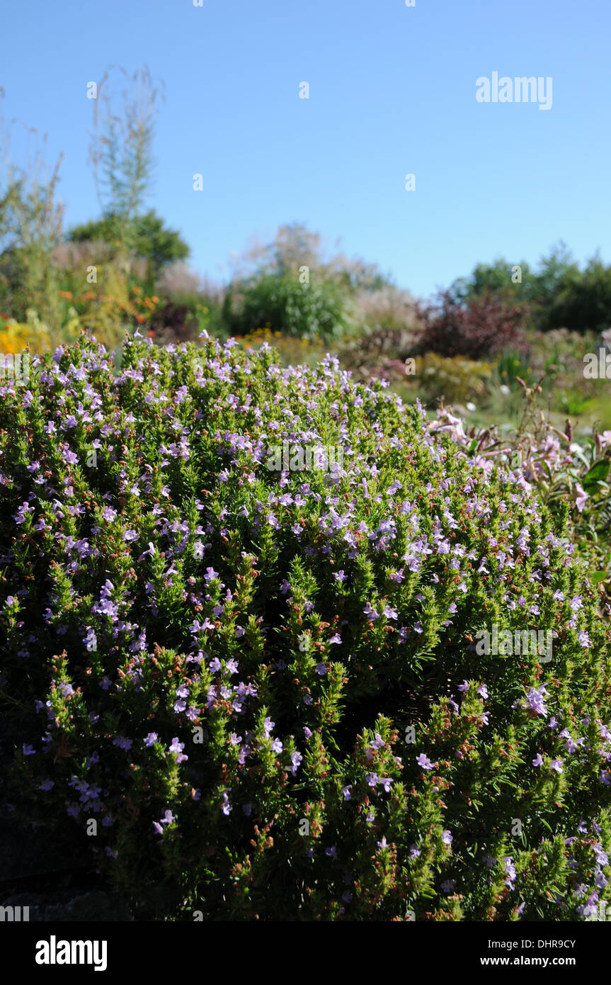 Winter Savory Stock Photo Alamy Winter Savory Stock Photo Alamy