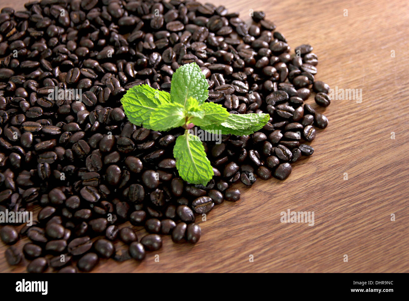 The concept of the lead Coffee beans and peppermint green. Stock Photo