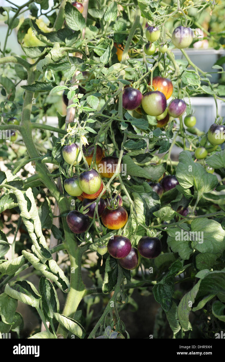 Tomato Stock Photo