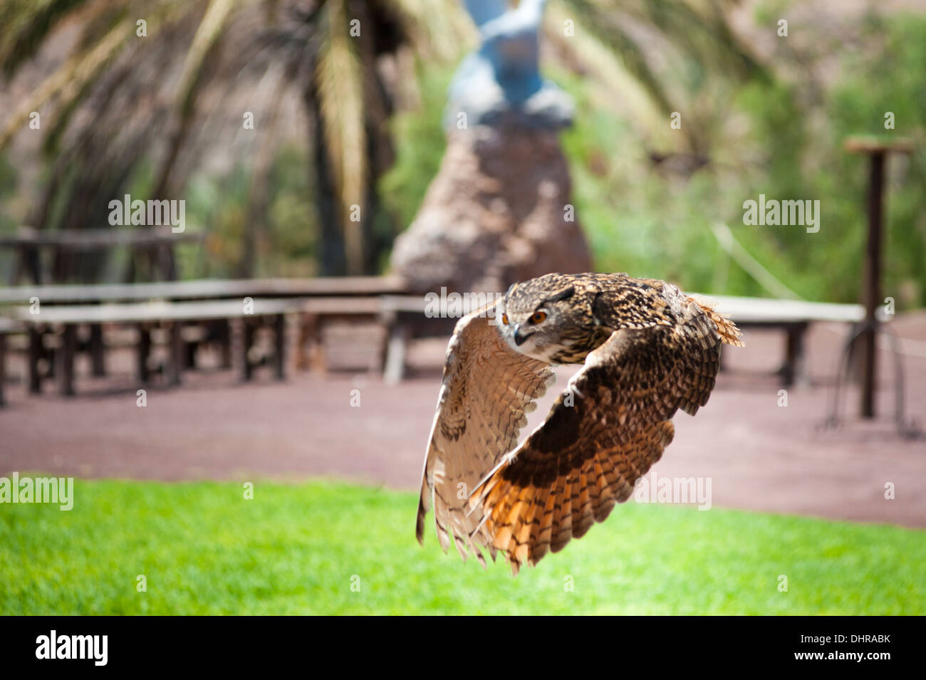 Eagle owl in flight with wings down Stock Photo