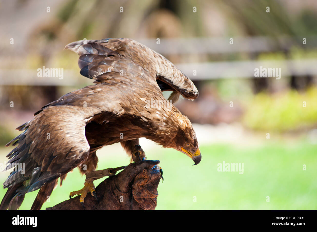 golden eagle on perch with wings spread Stock Photo 62594029 Alamy