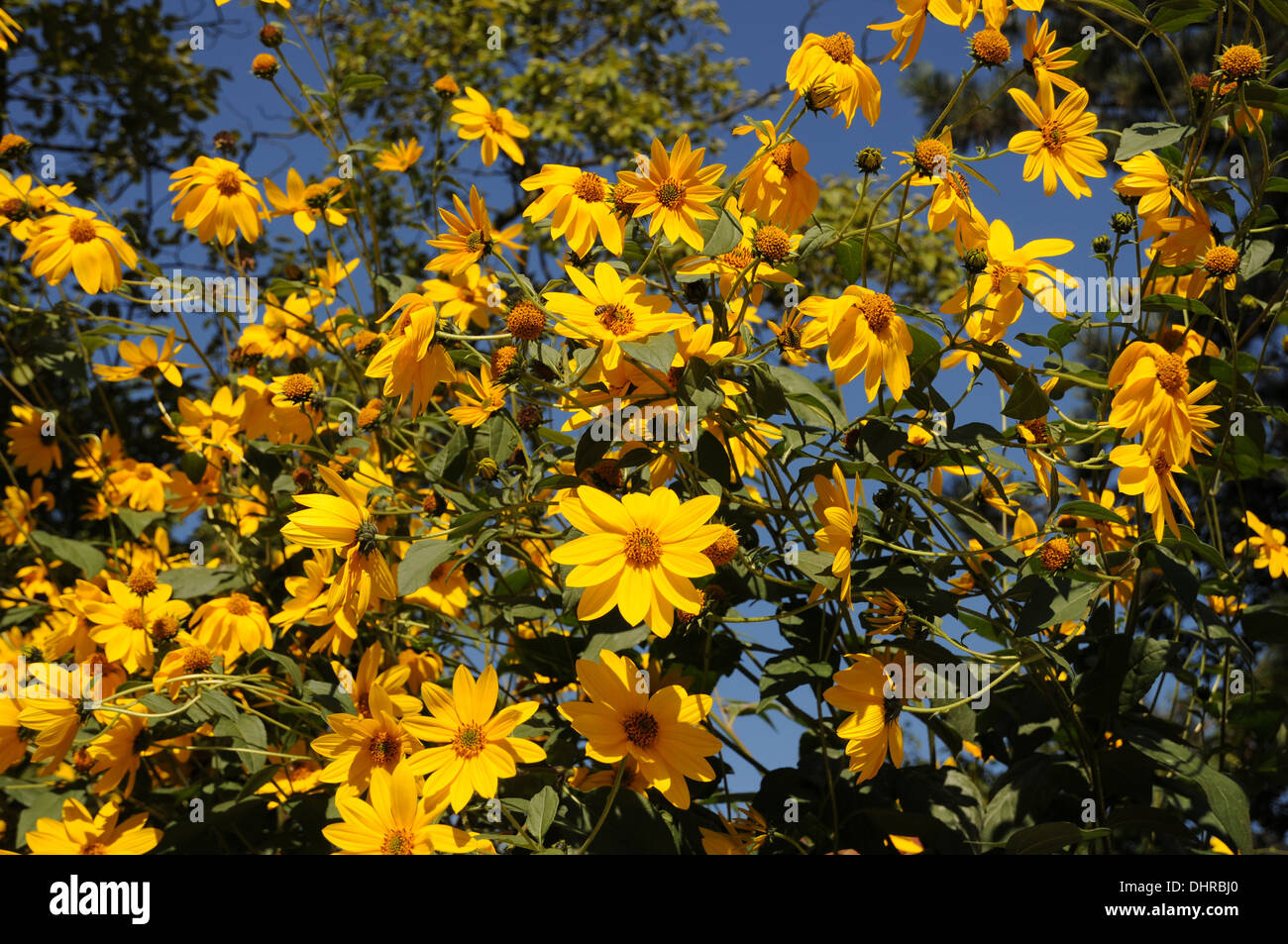 Flowering sunroots Stock Photo