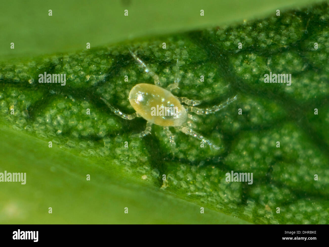 A phytoseiid mite (Phytoseiidae) on the underside of a sycamore leaf Stock Photo