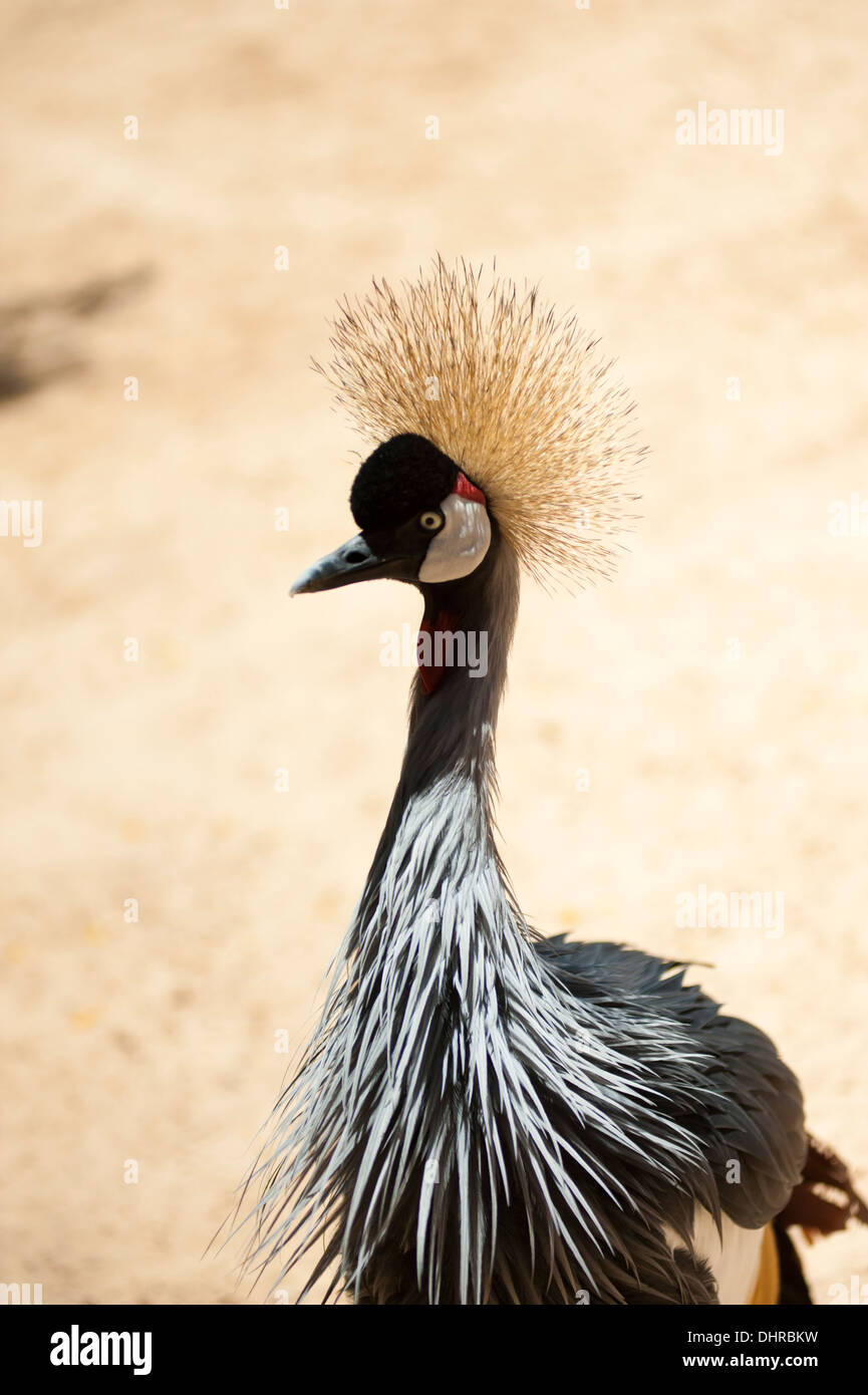 Premium Photo  Cartoon of a mini parrot with spiky hair