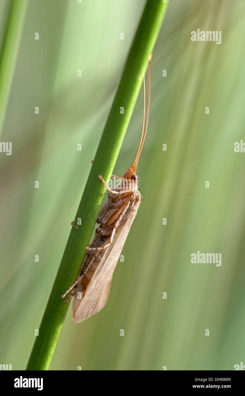 Small moth of Plutellidae family Stock Photo