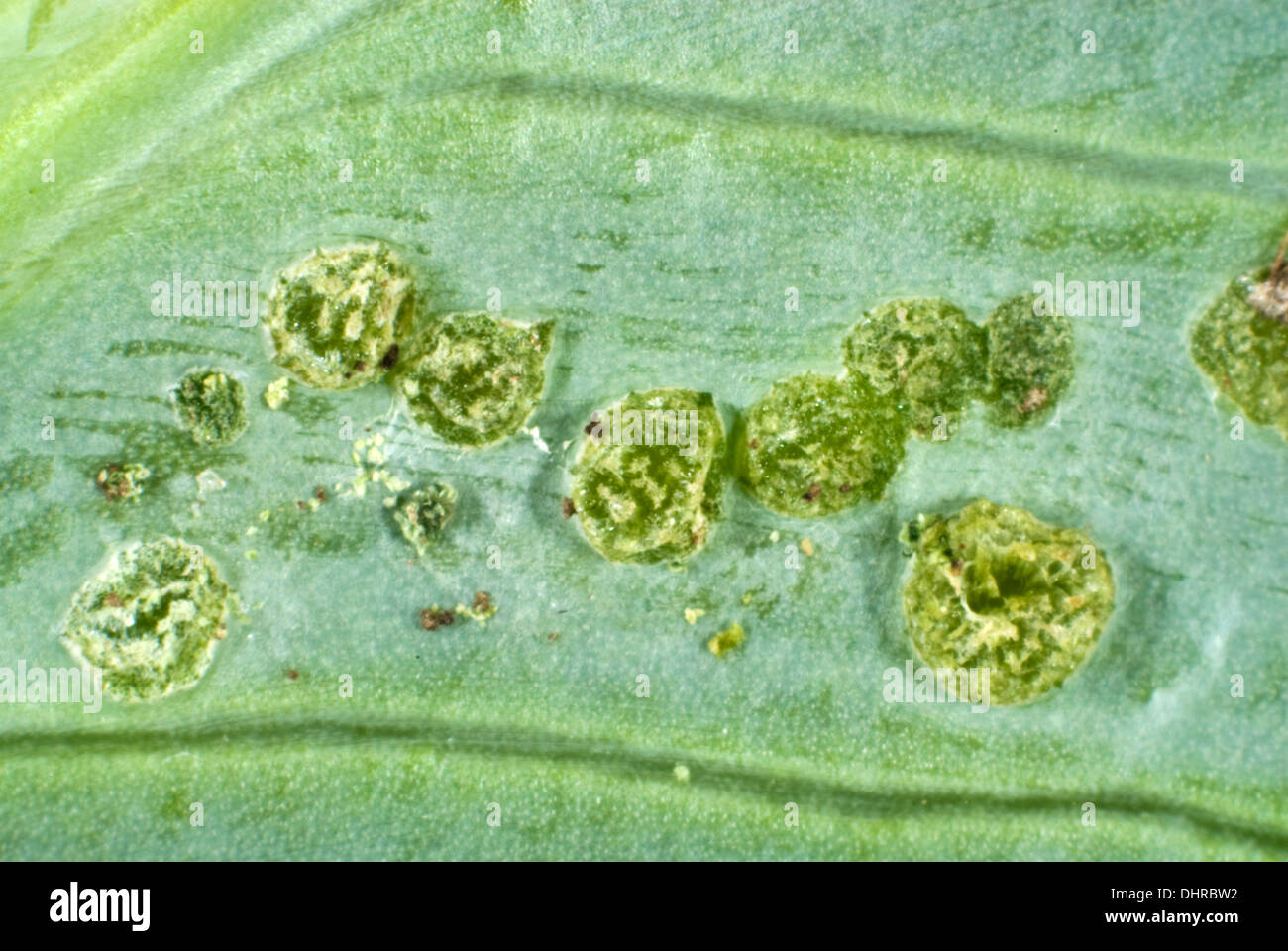 Oudemas or edemas erupting on a cabbage leaf. The cause is not know but is probably physiological Stock Photo
