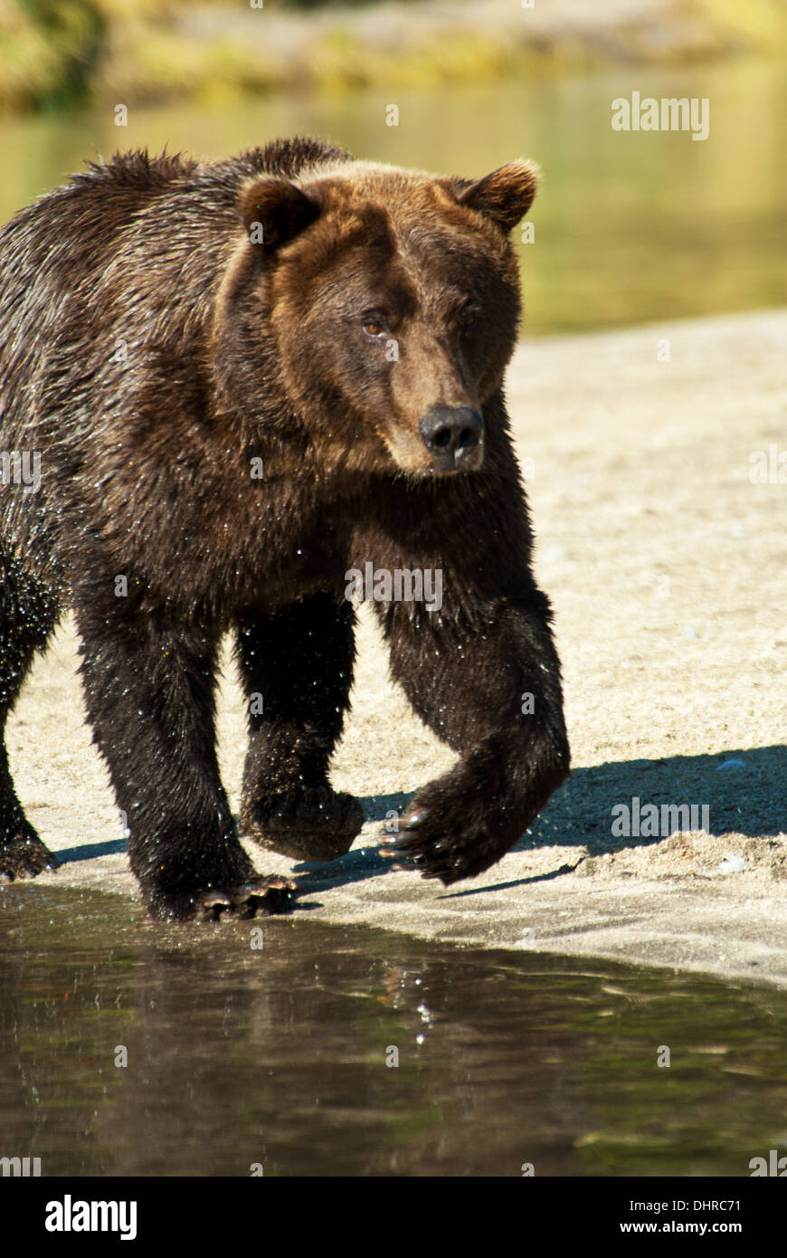 Brown bear walking hi-res stock photography and images - Alamy