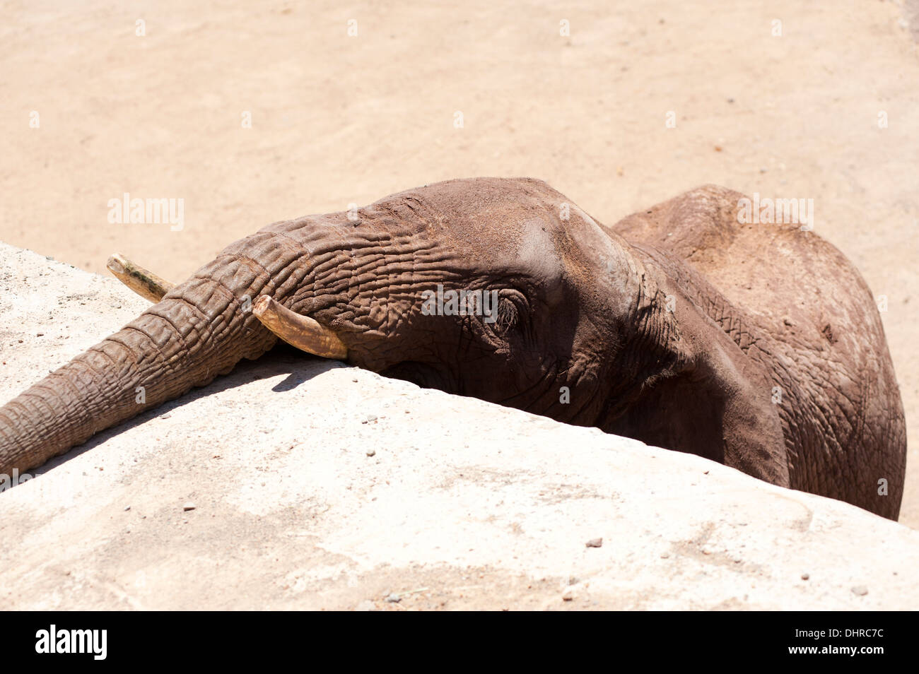 baby elephant reaching over wall with trunk Stock Photo - Alamy