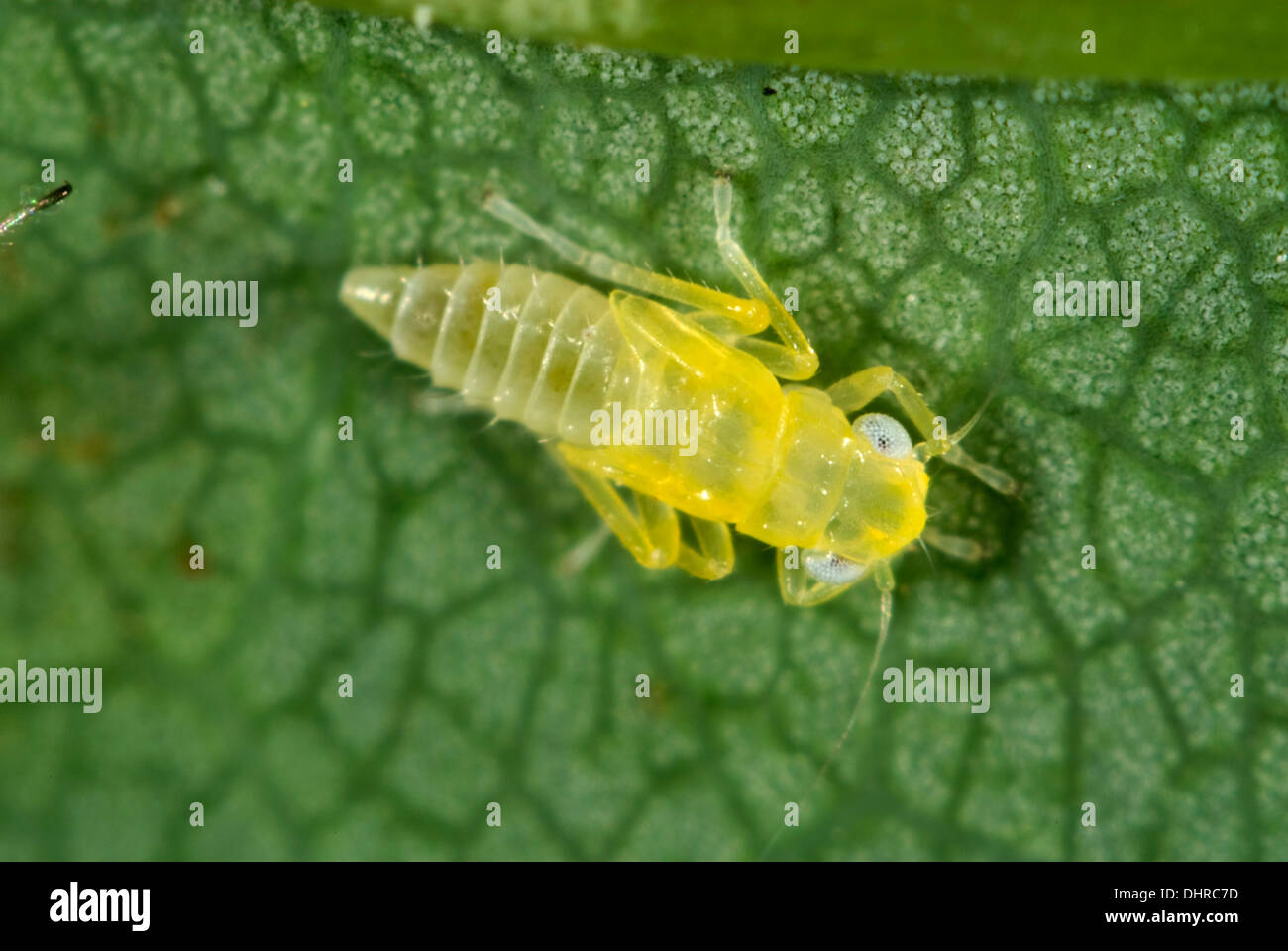 A sycamore leafhopper, Edwardsiana nigroloba, nymph on the underside of a sycamore leaf Stock Photo