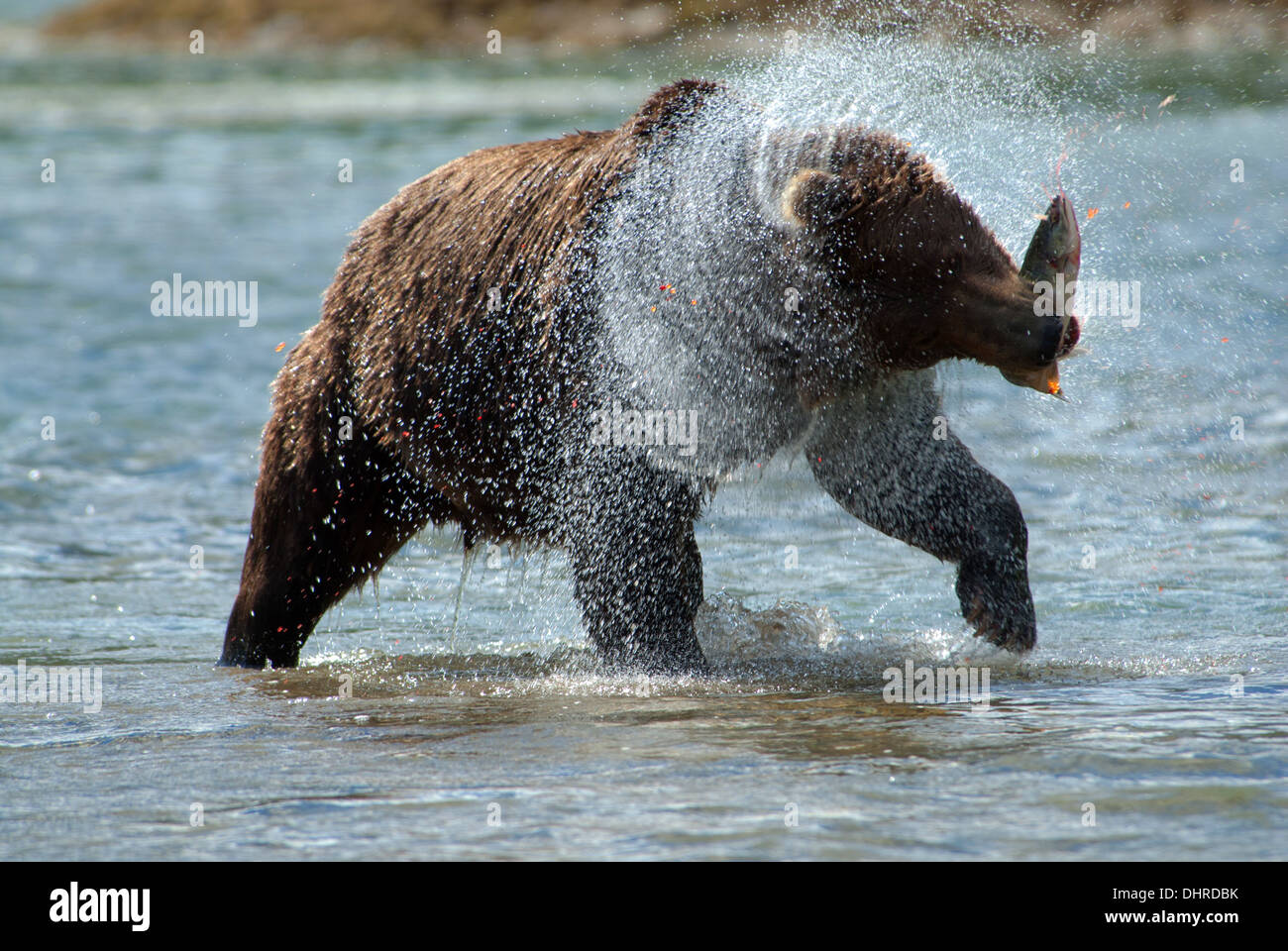 Brown bear with salmon in mouth shaking water off head, roe flying, Kinak Bay, Katmai NP. Alaska Stock Photo