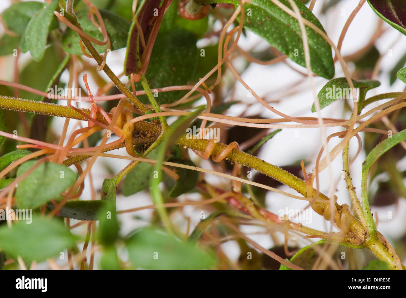 European dodder, Cuscuta europaea, a parasitic plant on a herd thyme plant in a pot Stock Photo