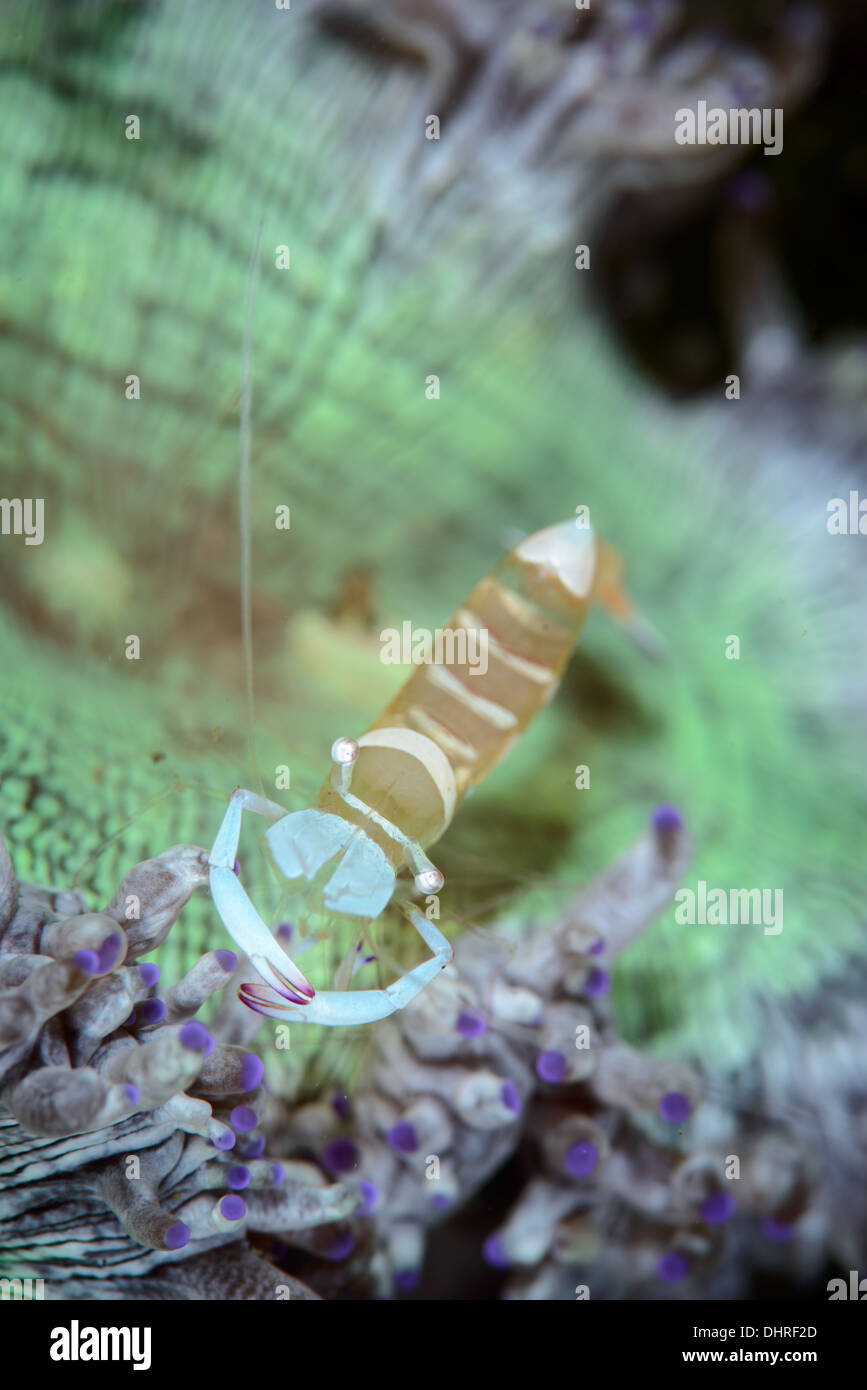 an magnificent anemone commensal shrimp in a very colorful anomone. seen in the lembeh strait, north sulawesi Indonesia Stock Photo