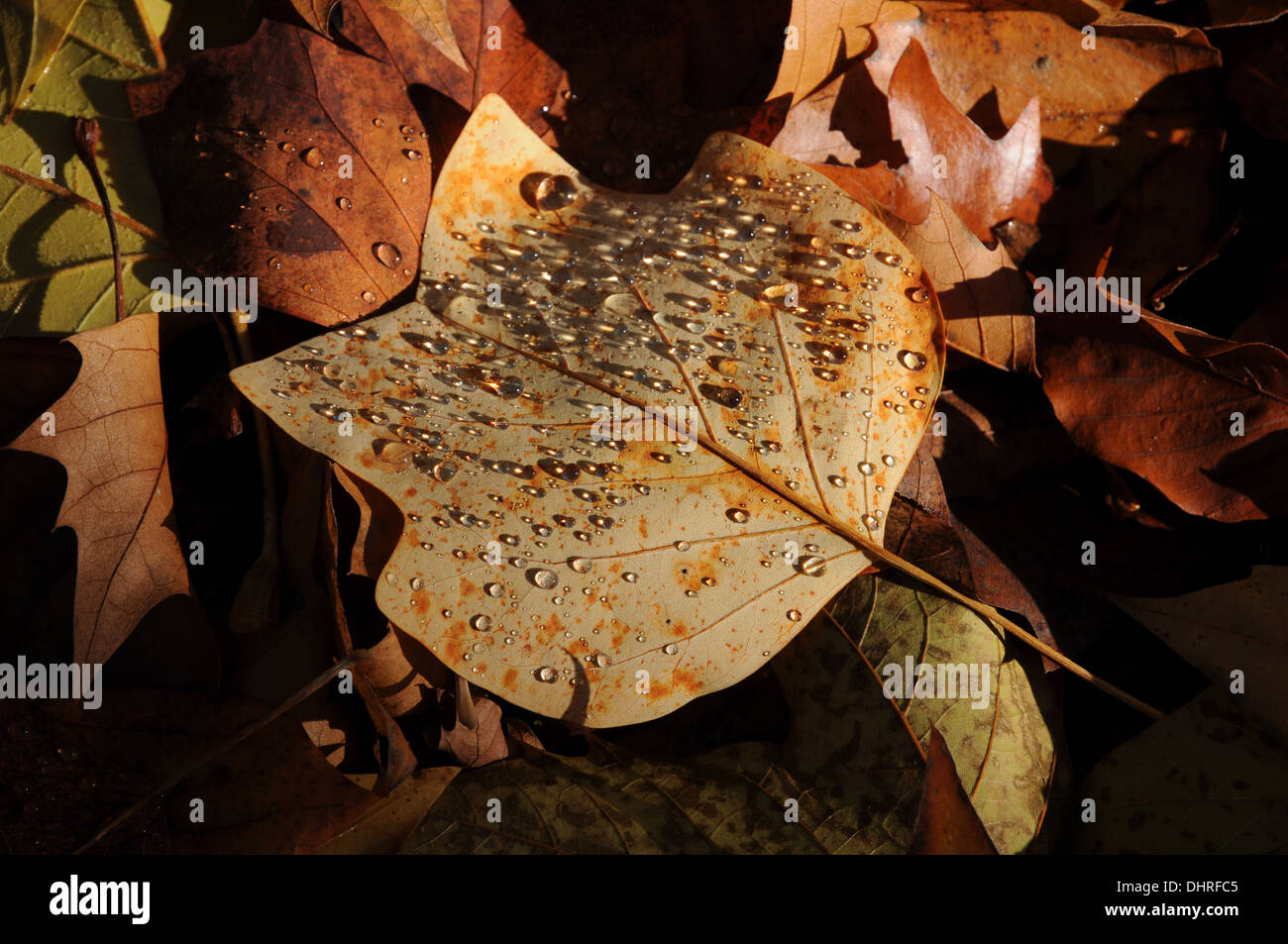 Indian tulip tree flower hi-res stock photography and images - Alamy