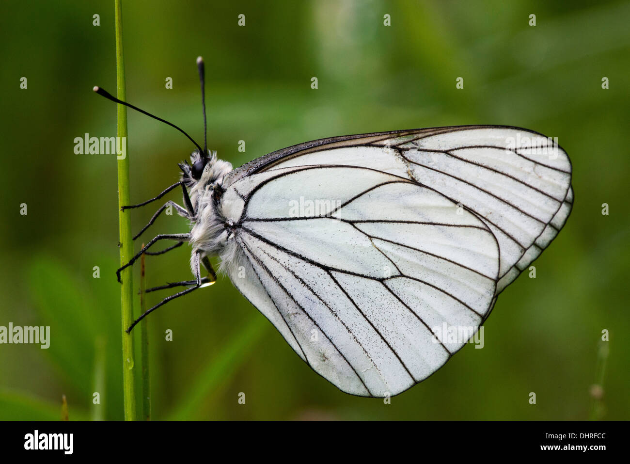 Black veined White Butterfly Aporia Crataegi Male Stock Photo Alamy black-veined-white-butterfly-aporia-crataegi-male-stock-photo-alamy