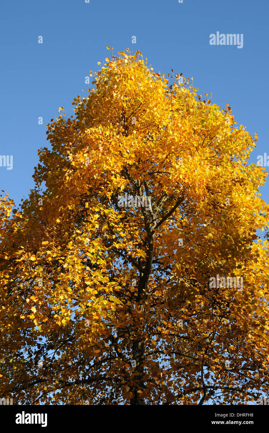Indian tulip tree flower hi-res stock photography and images - Alamy