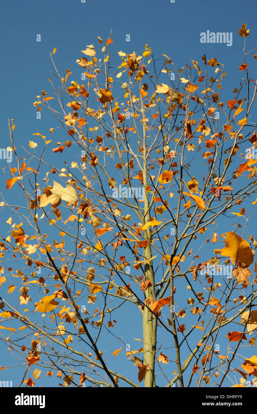 Indian tulip tree flower hi-res stock photography and images - Alamy