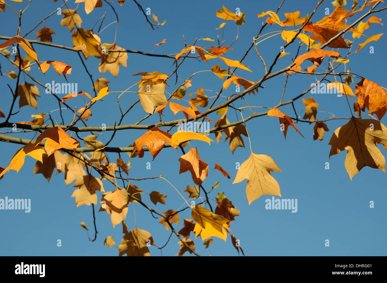 Indian Tulip Tree Flower High Resolution Stock Photography and Images ...