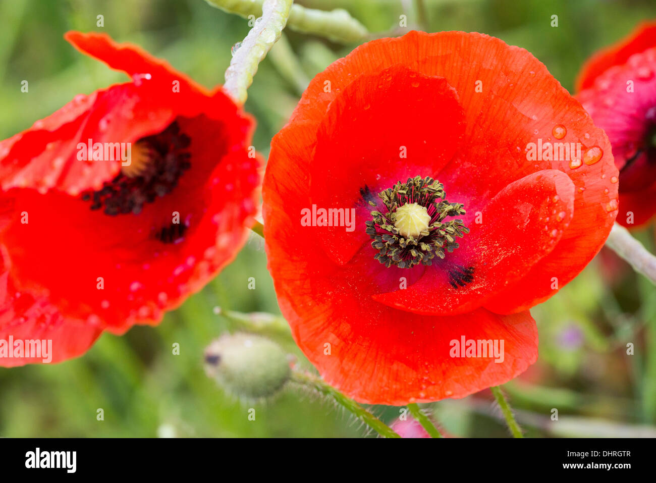 Common Poppy (Papaver rhoeas) with rain drops Stock Photo - Alamy