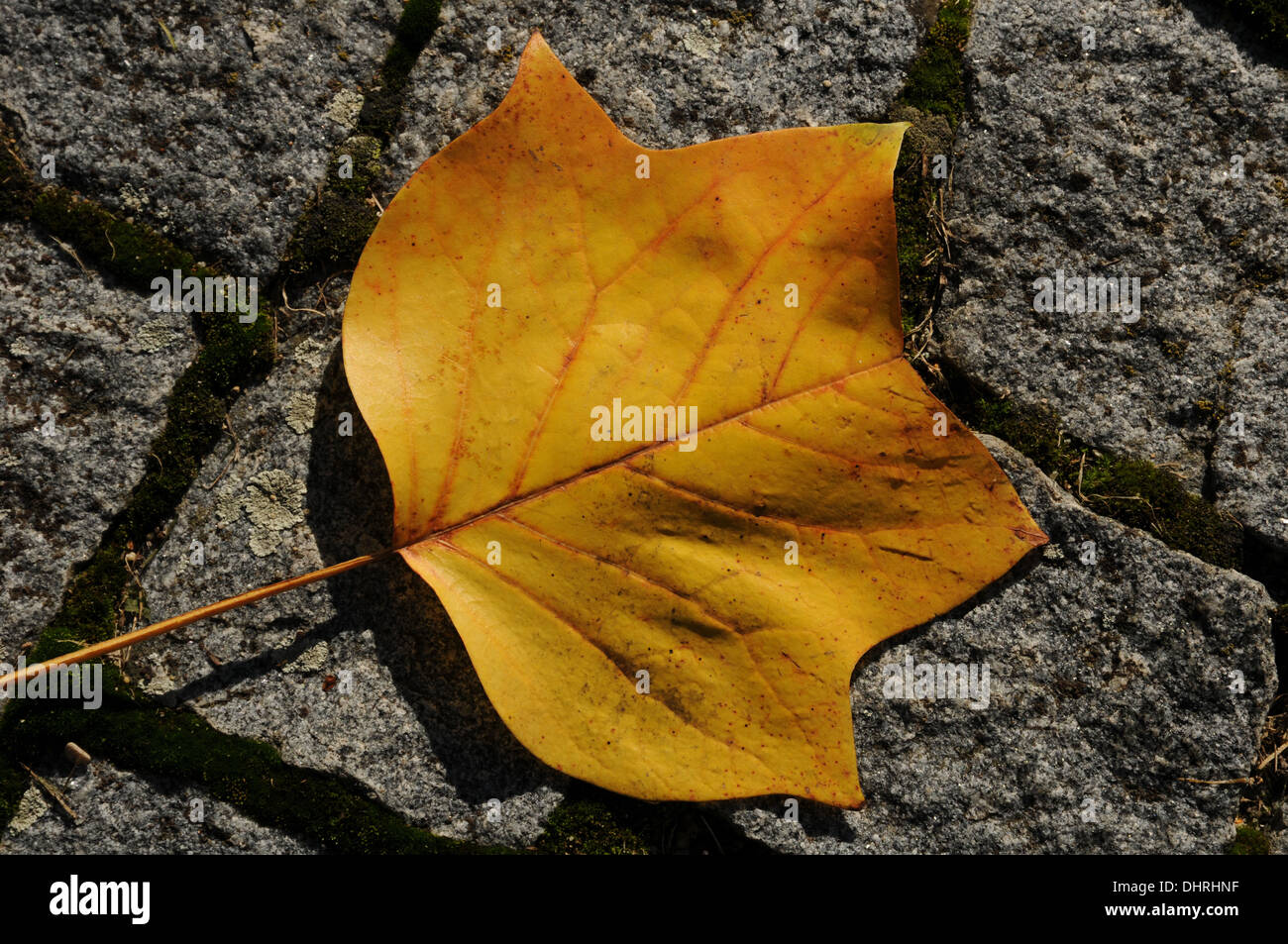 Indian tulip tree flower hi-res stock photography and images - Alamy