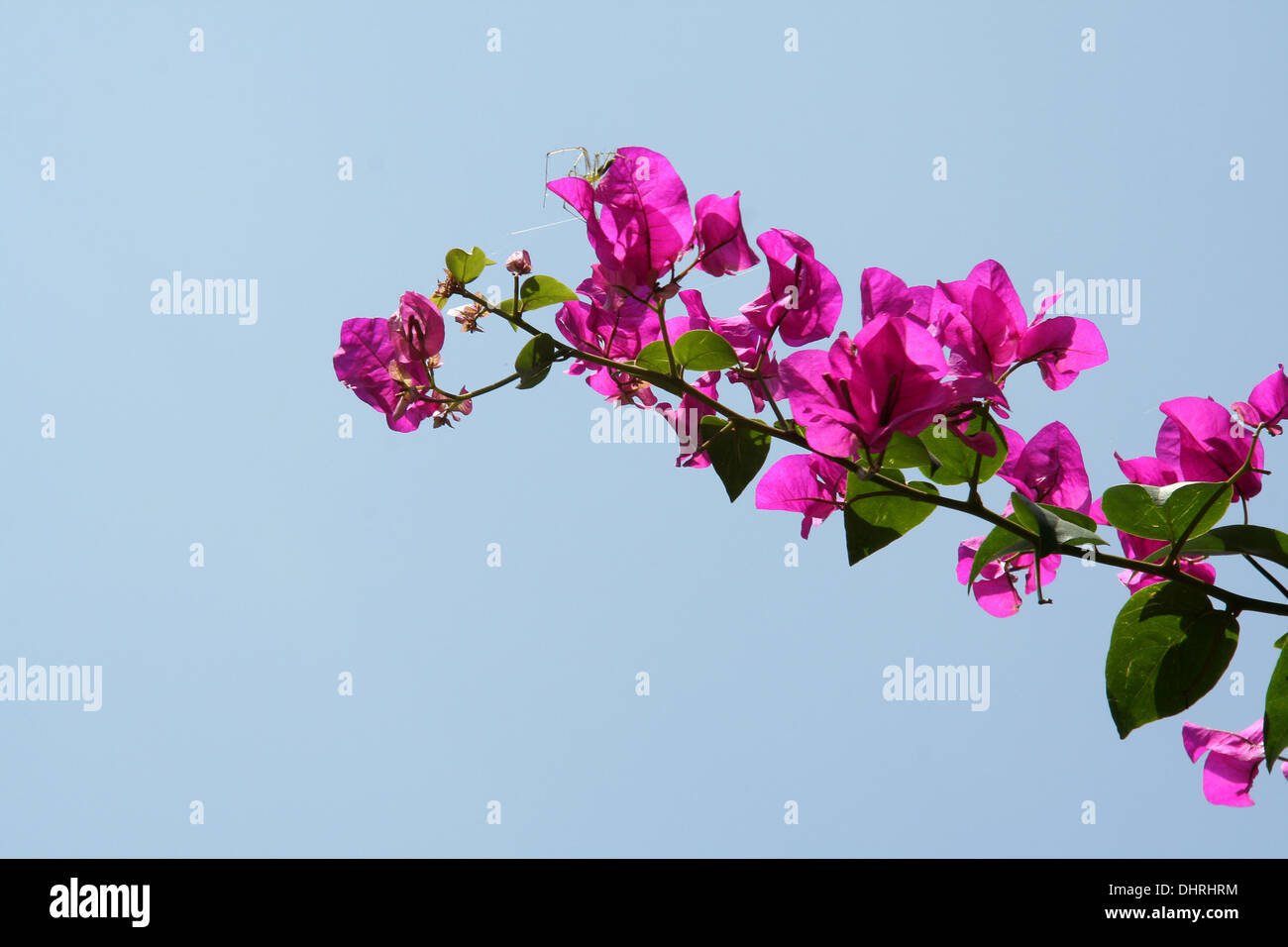 Bunch of pink bougainvillea flowers isolated on blue sky Stock Photo
