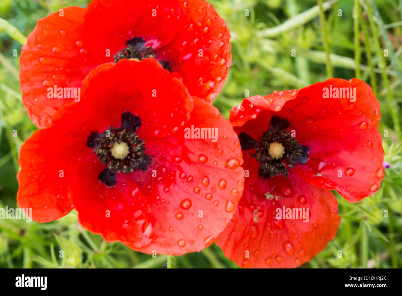 Common Poppy (Papaver rhoeas) with rain drops Stock Photo - Alamy