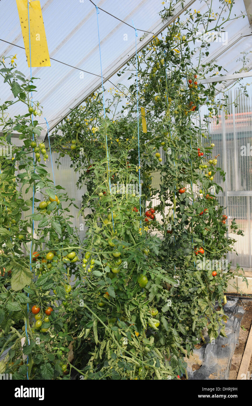 Tomatoes Stock Photo