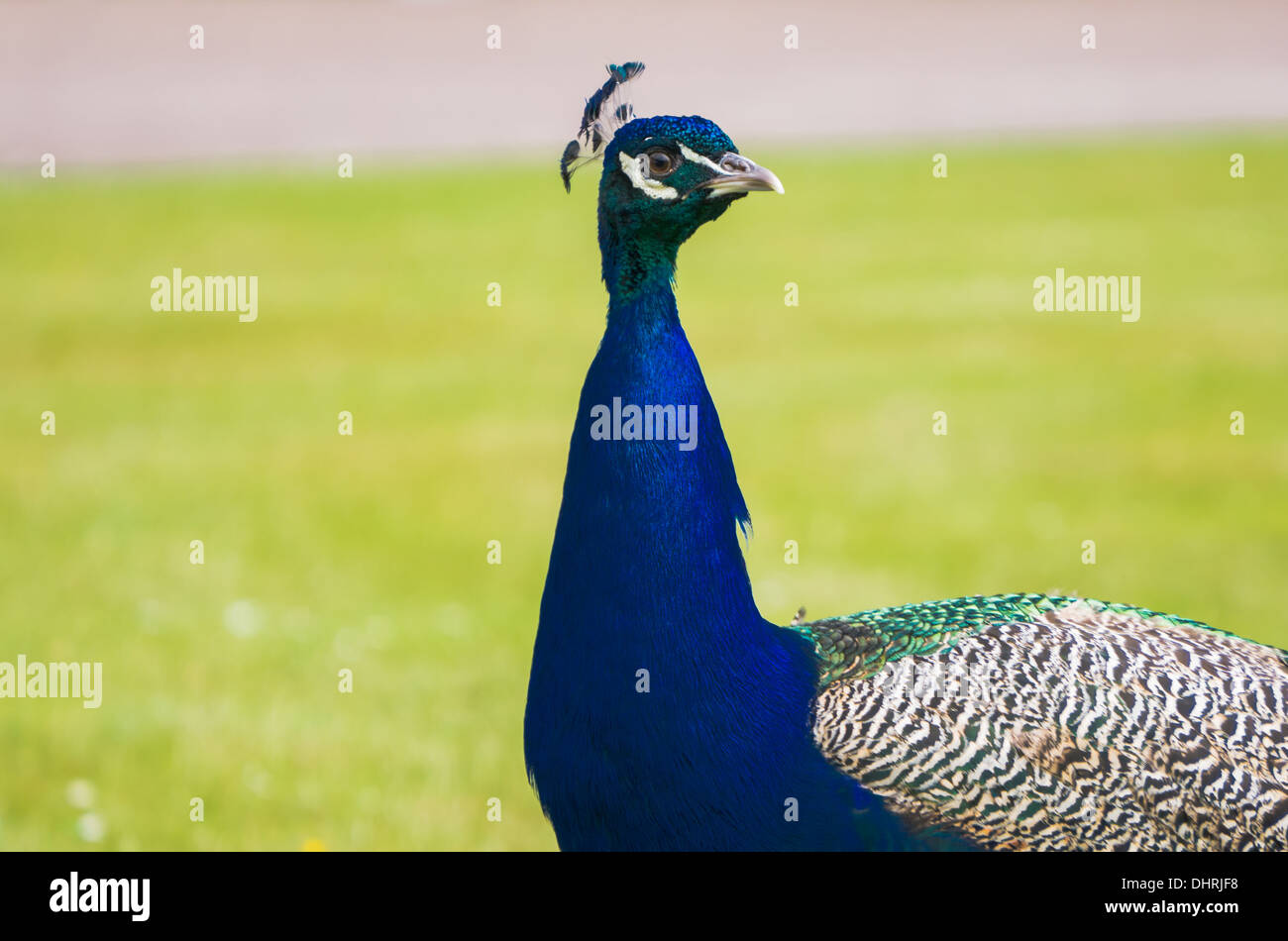 Peacock up close in gardens Stock Photo - Alamy