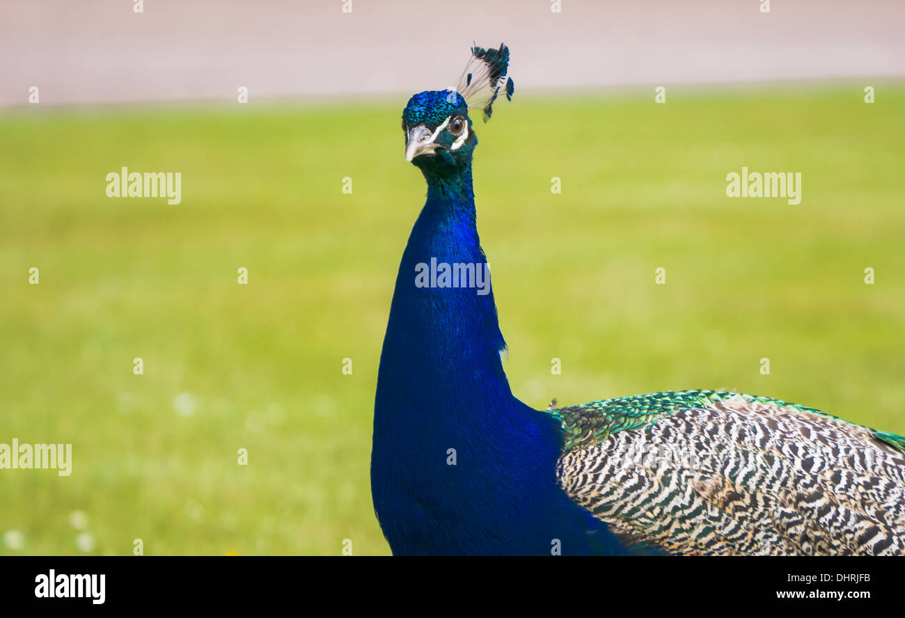 Peacock up close in gardens Stock Photo - Alamy