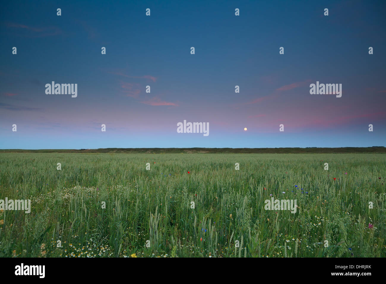 full moon over wheat and barley field after sunset Stock Photo