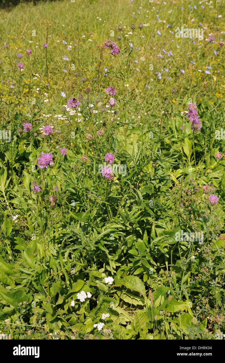 Spotted knapweed Stock Photo