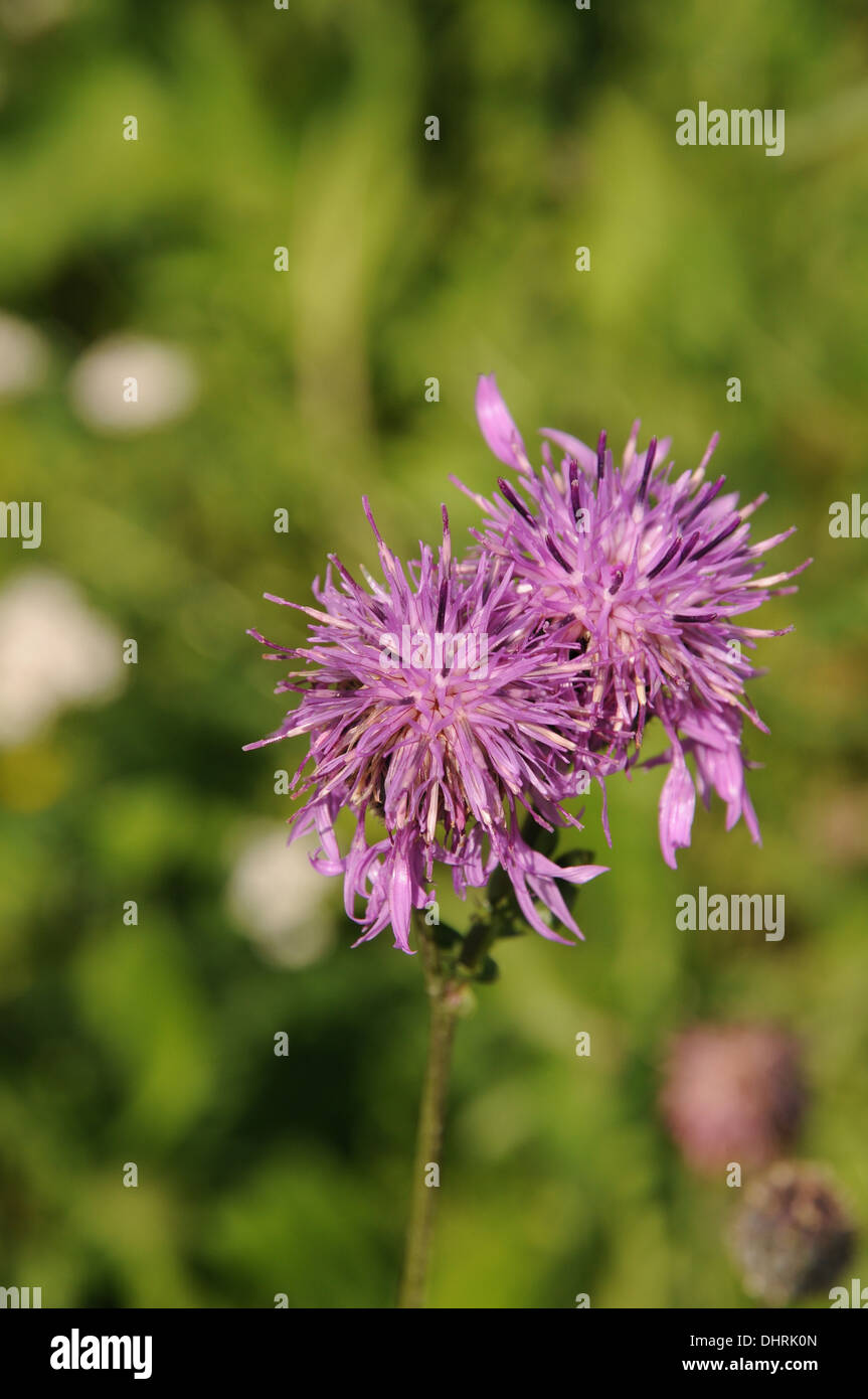 Spotted knapweed Stock Photo